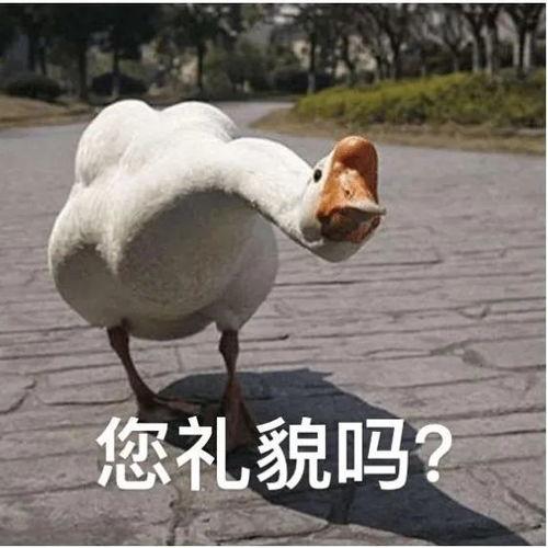 爆料大鹅解说是谁呀最新,爆料大鹅解说背后的神秘人物  第3张