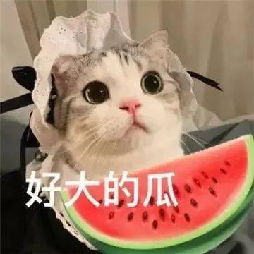 吃瓜逛街的网红,揭秘网红圈生活点滴  第3张